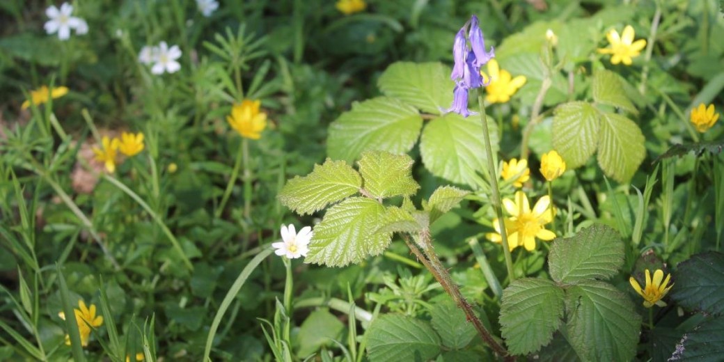  Balade botanique entre landes et dunes