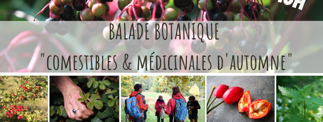 Fruits & Baies d'automnes