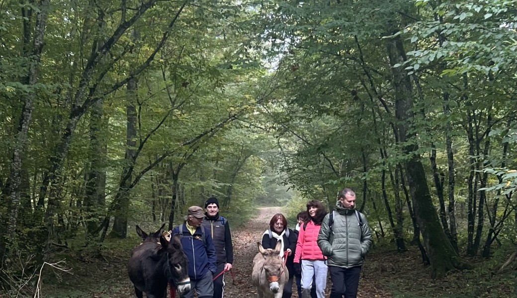 balade botanique pour novices