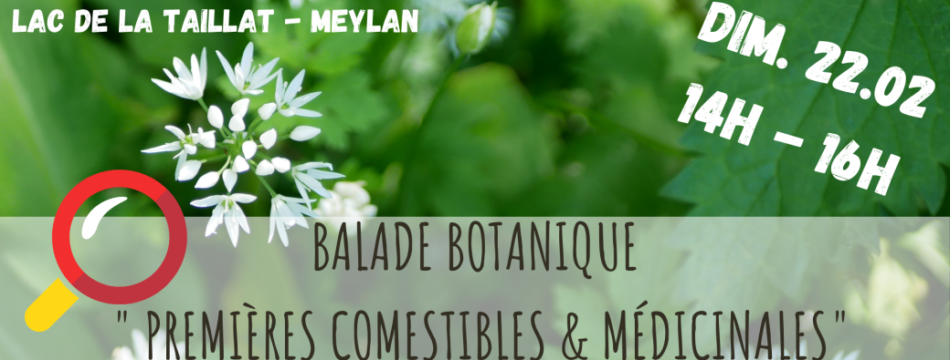 BALADE BOTANIQUE - Premières Comestibles & Médicinales