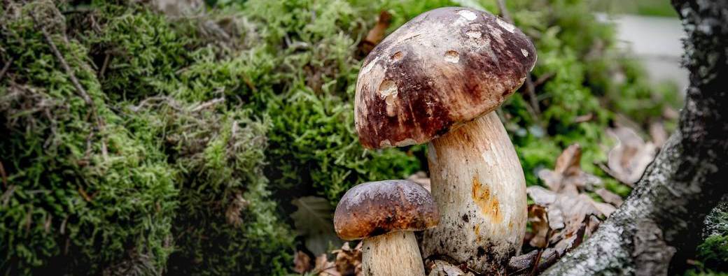 Balade champignons familiale