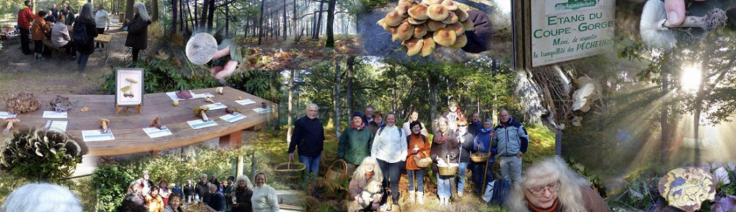 BALADE CHAMPIGNONS