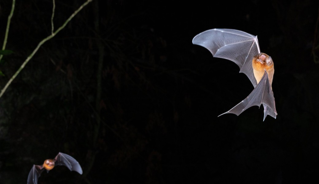 Balade Chauves-souris