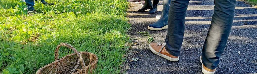 Balade comestible... à la découverte des plantes sauvages