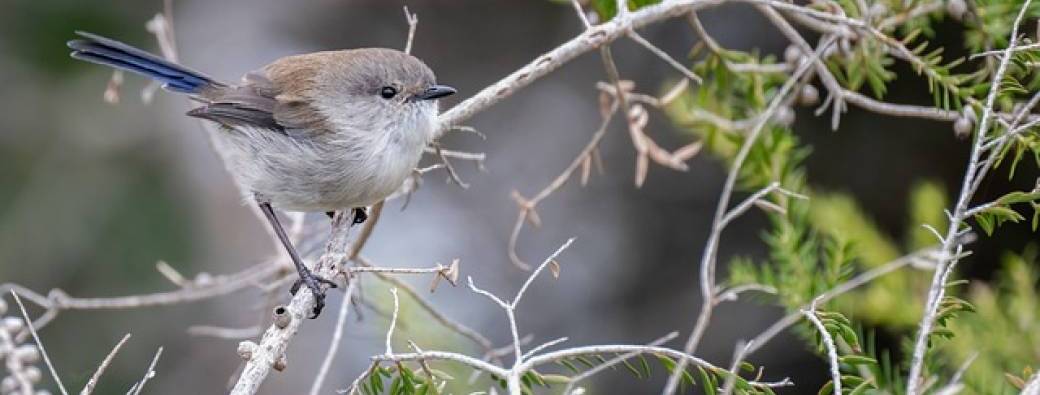 Apprenez à reconnaitre les oiseaux de manière ludique !