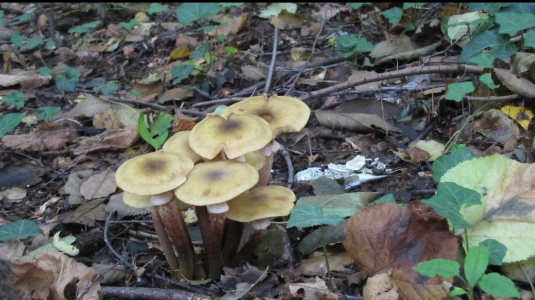 Balade contée en forêt 