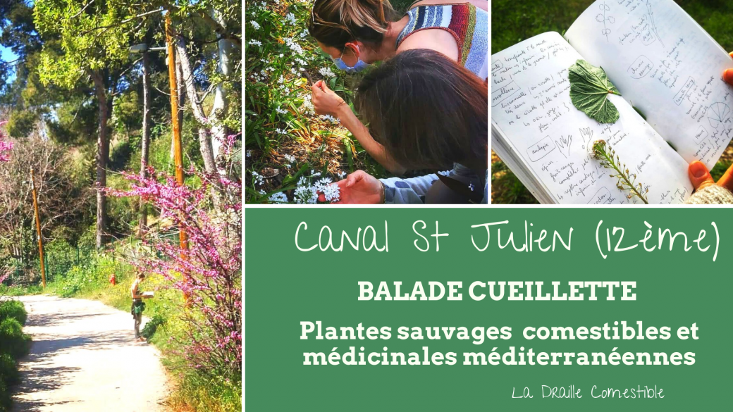Balade cueillette plantes sauvages comestibles et médicinales méditerranéennes - 12ème