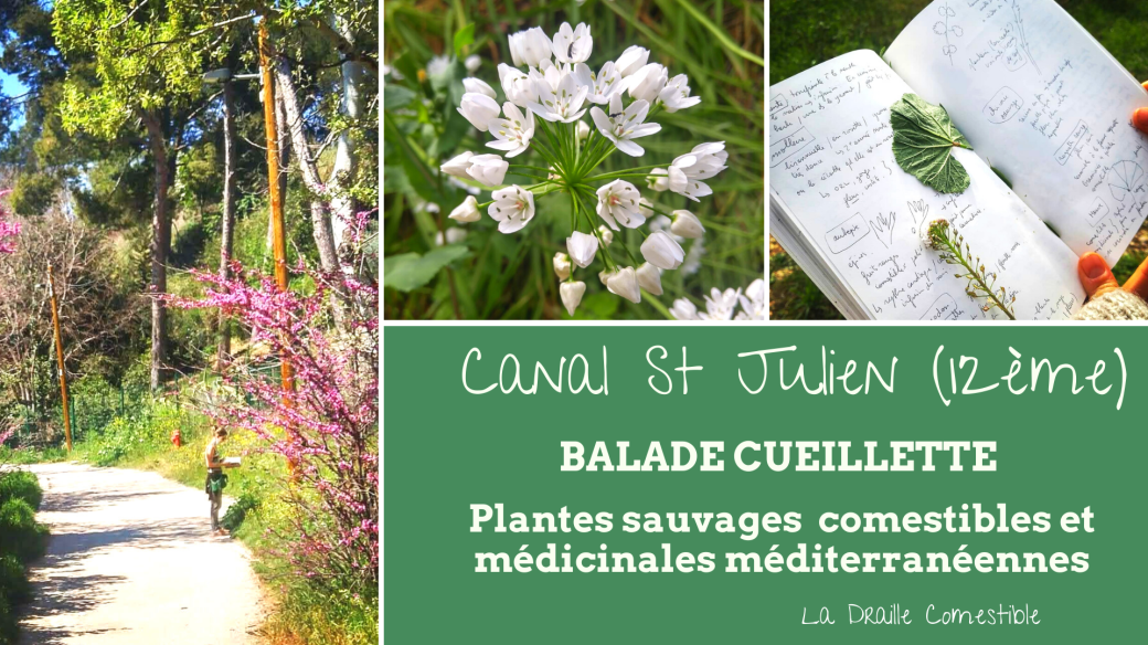 Balade cueillette plantes sauvages comestibles et médicinales méditerranéennes - 12ème