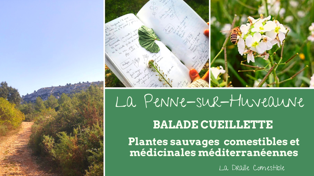 Balade cueillette plantes sauvages comestibles et médicinales méditérrannéennes 