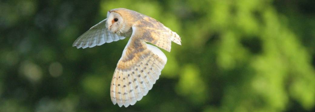 Balade découverte à Rumillies : effraie et biodiversité
