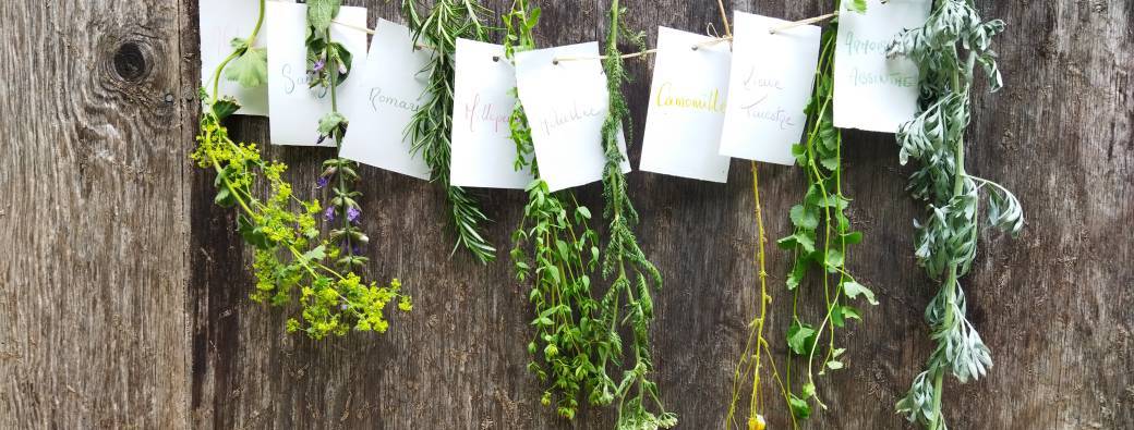 Balade découverte des plantes sauvages comestibles et médicinales