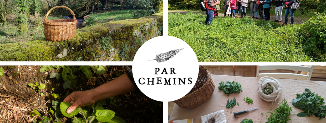 Balade découverte des plantes sauvages comestibles - La Chézine (Nantes)