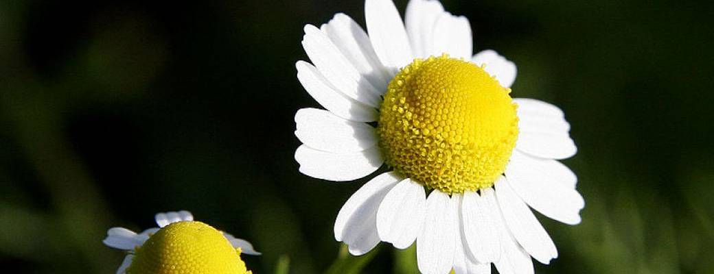Balade "Découverte des plantes sauvages et leurs utilisations sans dangers" - Cissac Médoc