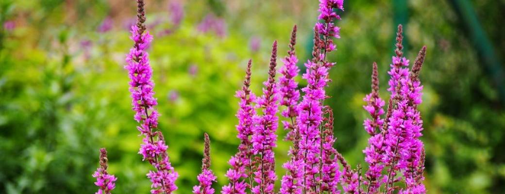 Balade "Découverte des plantes sauvages et leurs utilisations" 