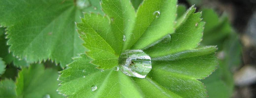 Balade découverte des plantes sauvages et leurs utilisations