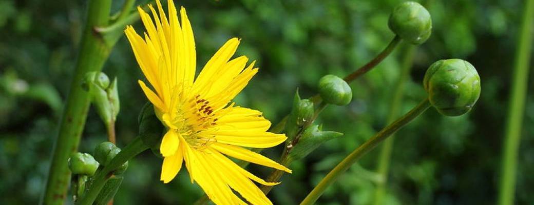Balade découverte des plantes sauvages et leurs utilisations