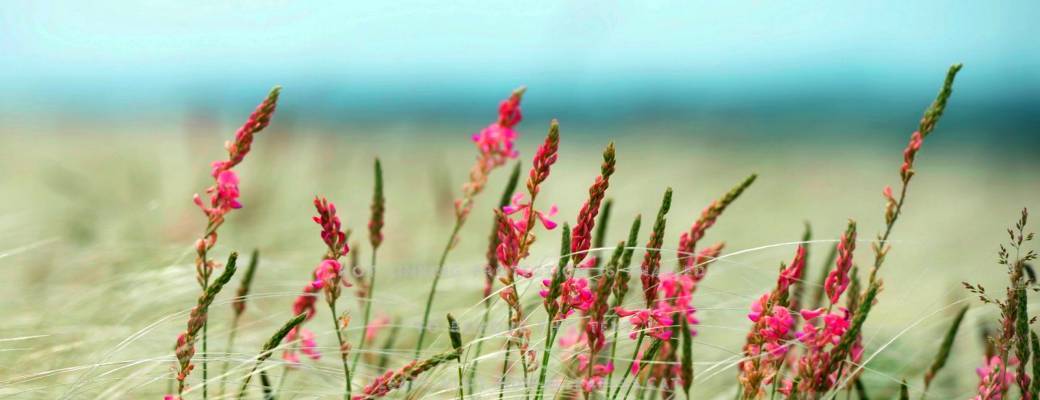 Balade découverte des plantes sauvages et leurs utilisations
