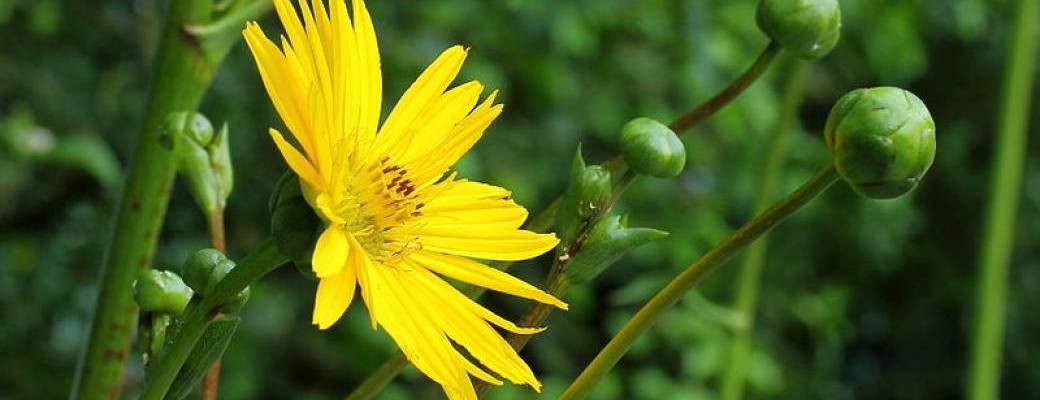 Balade découverte des plantes sauvages utiles Balade découverte des plantes sauvages utiles