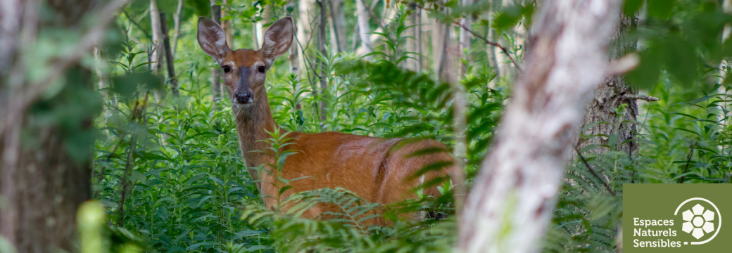 Traces et indices de la faune sauvage