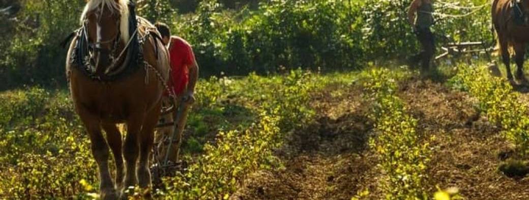 Balade en gyropodes_Grande boucle St-Gengoux-de-Scissé