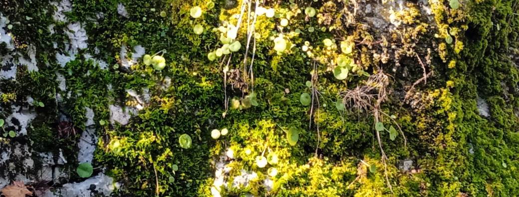 Balade enchantée et sensorielle