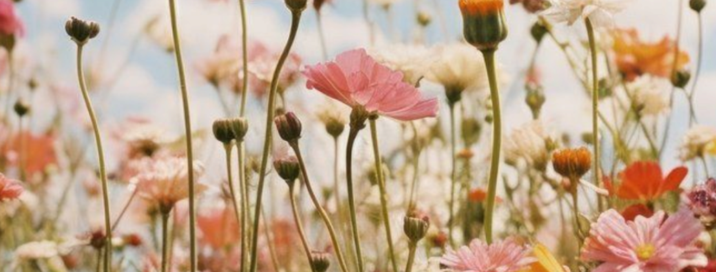 A la découverte des plantes sauvages comestibles