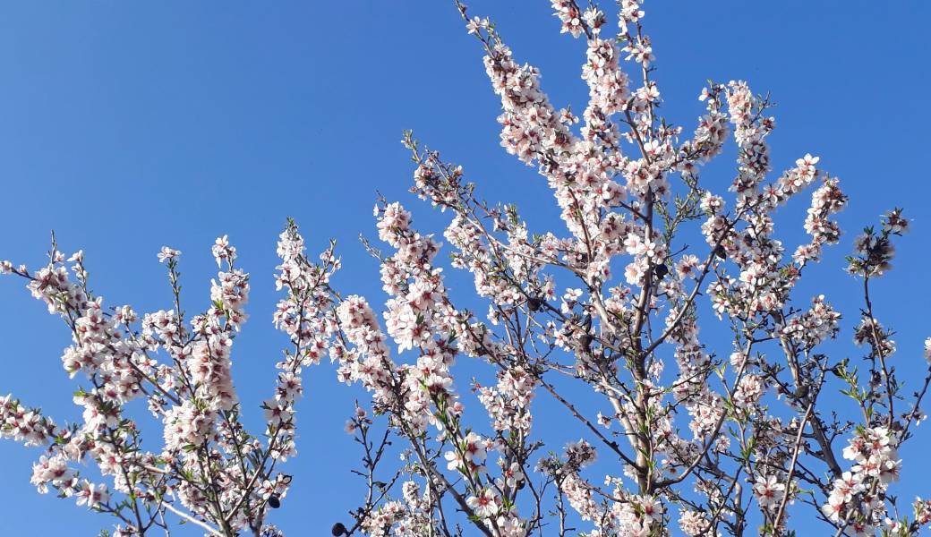 Balade ethnobotanique autour des amandiers en fleurs
