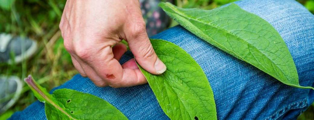 Balade "Familles botaniques" - Namur (2026)