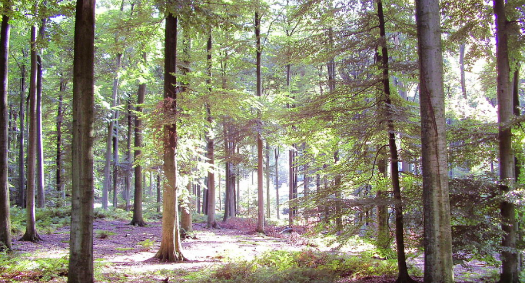 Forêt de Soignes (Groenendael)promenade guidée de  9 à 10km (facile)