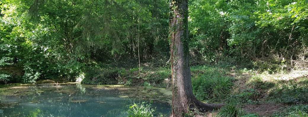 Balade guidée en Forêt de Stambruges et Fontaine Bouillante