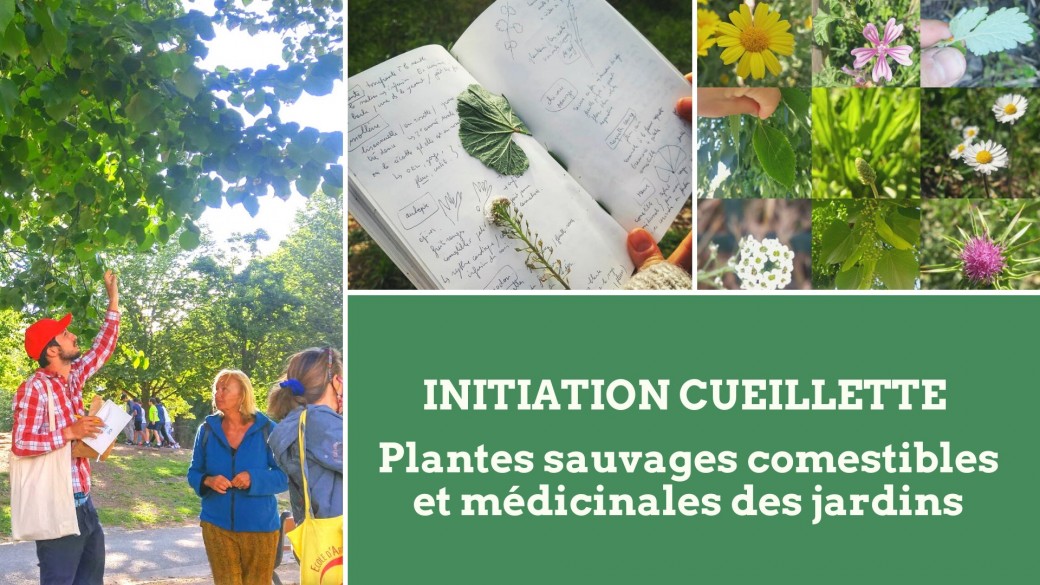 Balade initiation cueillette plantes comestibles et médicinales des jardins