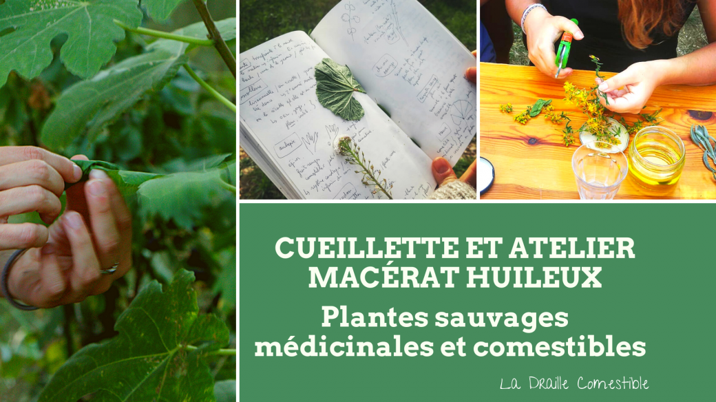 Balade cueillette et atelier macérat huileux - plantes comestibles et médicinales méditérrannéennes 