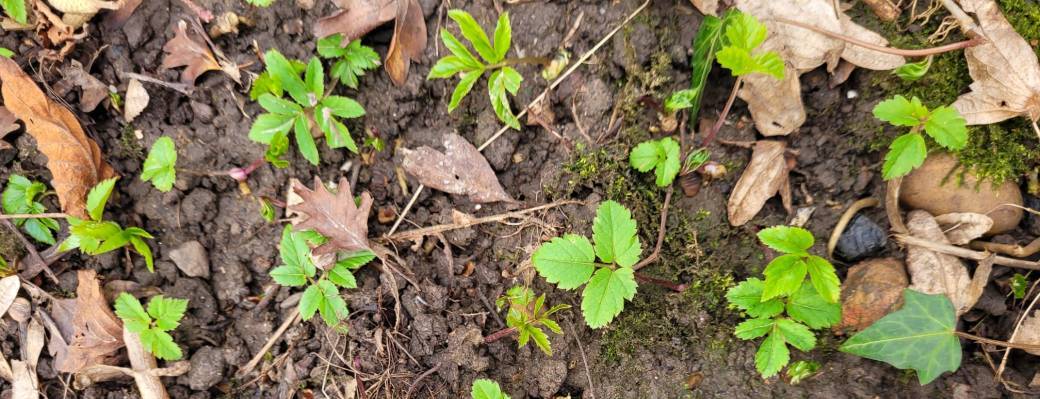 Balade "Jeunes pousses" - Namur (2026)