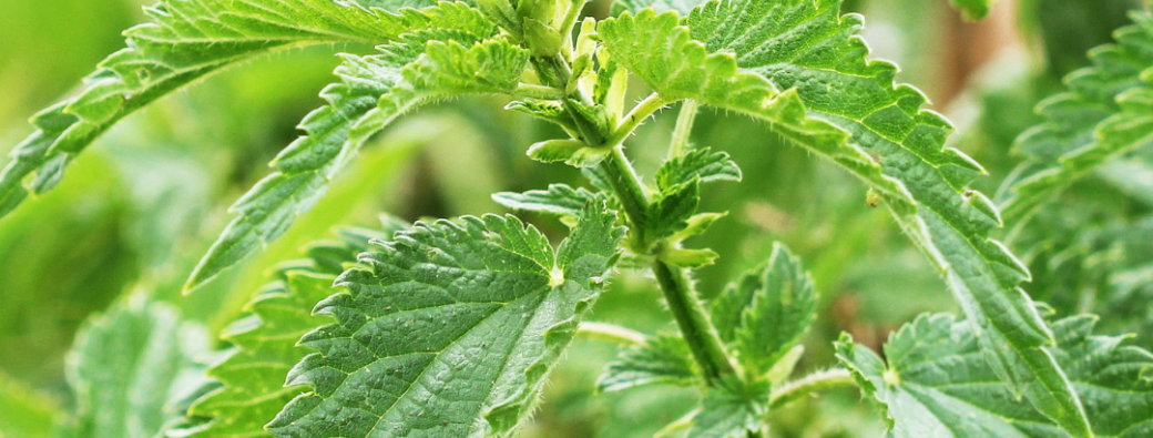 Balade : les plantes et leurs secrets