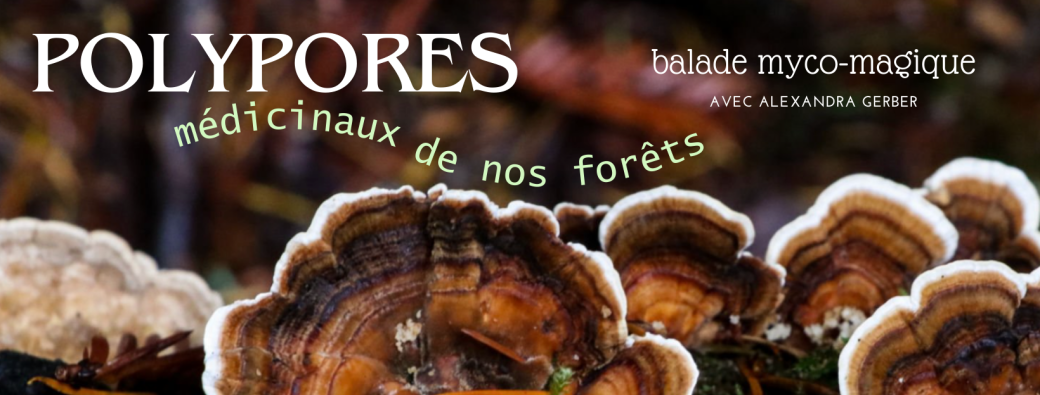 Balade myco-magique : les polypores médicinaux