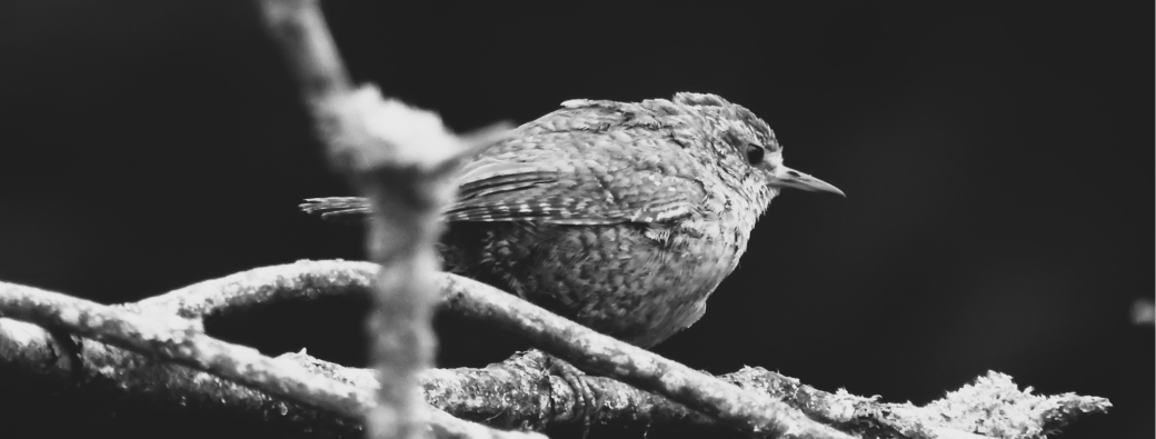 Balade Nature - Découverte des oiseaux