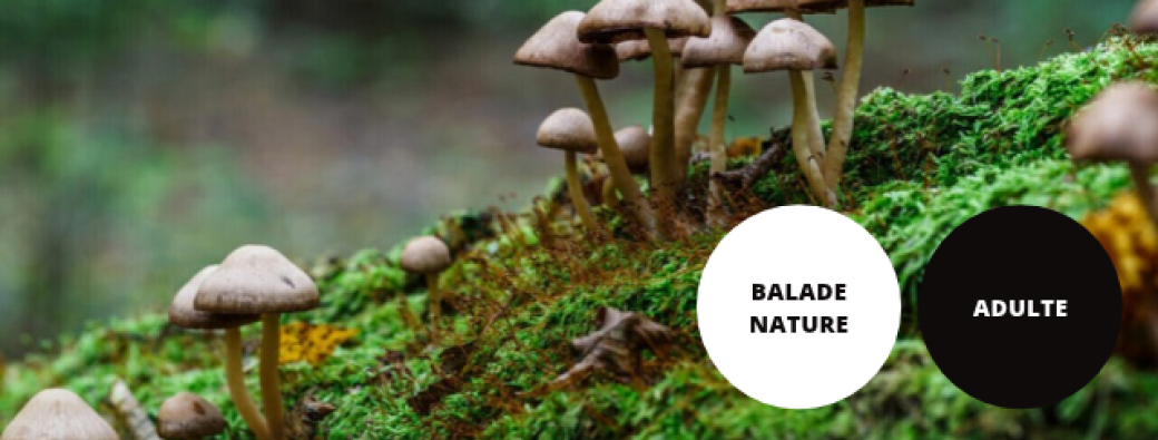Balade nature "Quel est ce champignon ?" // Saint Germainmont 