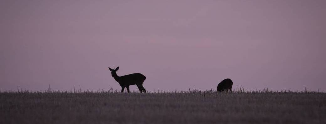 Balade nocturne, à la découverte des animaux de la nuit