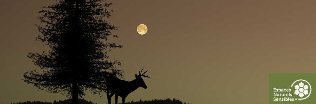 Balade nocturne en forêt de Ronqueux