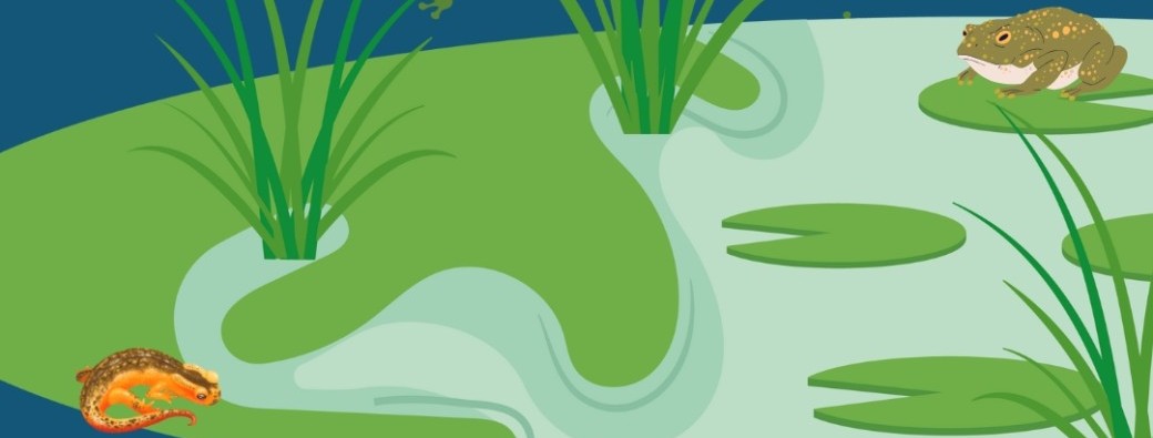 Balade nocturne - À la découverte des amphibiens 