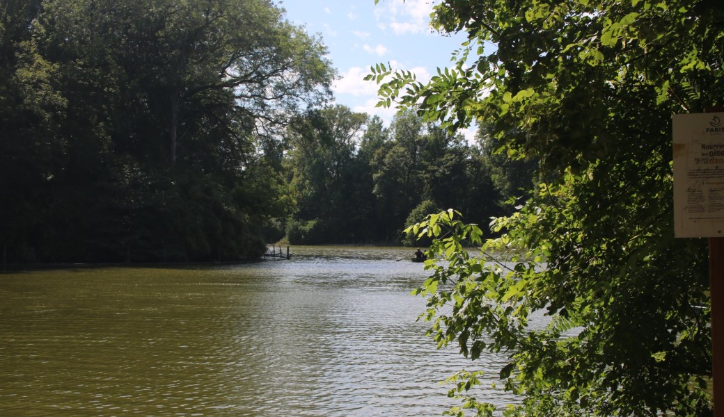 balade oiseaux autour du lac des minimes