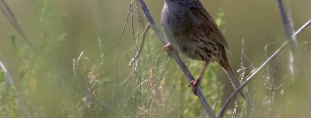 Balade ornithologique avec Lionel Huguet