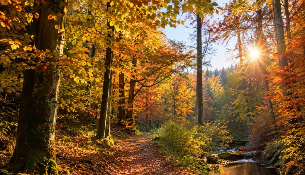 Balade photo couleurs d'automne en forêt verte