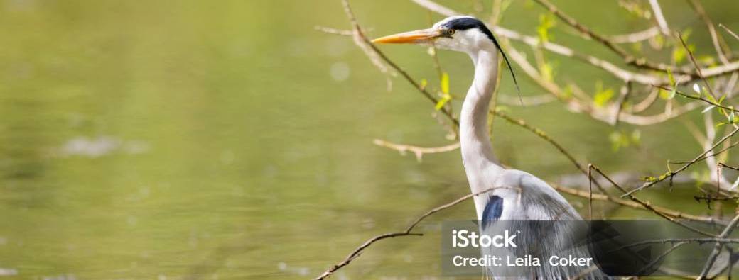 Balade photo: les oiseaux au petit matin au bord du lac