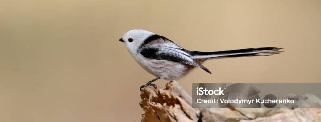 Balade photo: les oiseaux dans la forêt de Gif