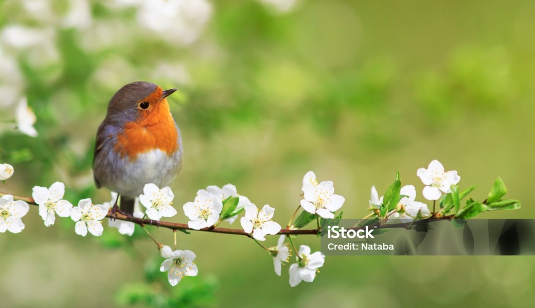 Balade photo : les oiseaux du Père Lachaise