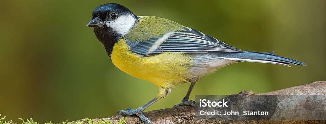 Balade photo: quels oiseaux au Parc Georges Brassens ?