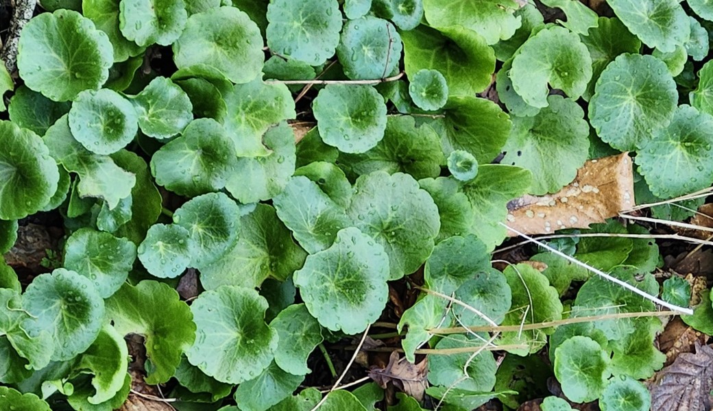 Balade plantes comestibles et médicinales