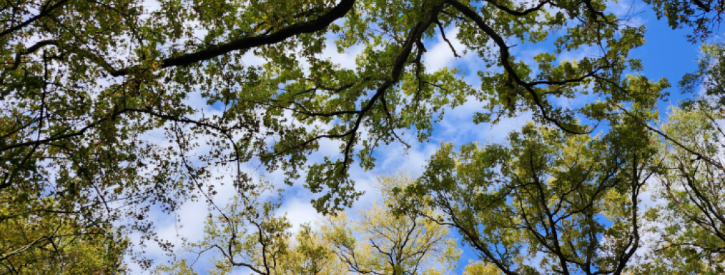 Balade plantes des forêts et des haies