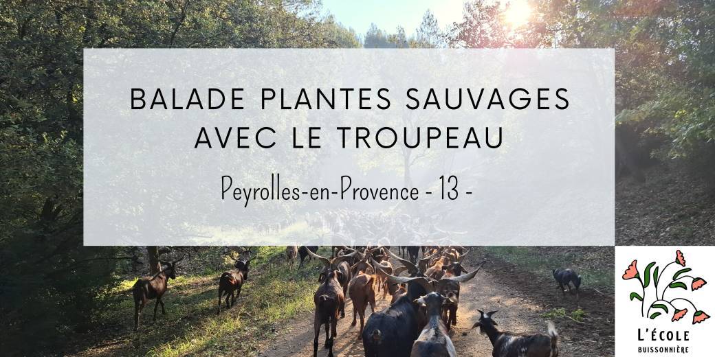 Balade botanique avec les chèvres du Rove